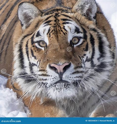 Bengal Tiger Head Closeup In Snow Stock Photo Image Of Hungry Eyes