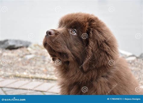Adorable Brown Furry Newfoundland Puppy Dog Peering Up Stock Photo