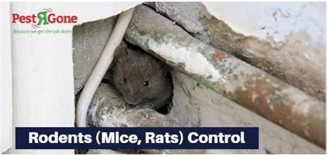 Incomplete mouse control services mean stubborn mice can return year after year. #Pest #control #Toronto by #PestRGone provide you the best ...