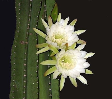 Night Blooming Cactus Cereus By Cayobo Redbubble