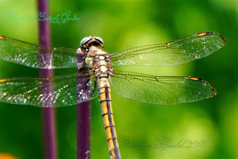 From wikimedia commons, the free media repository. Dragonfly with the most clear wings! | Dragonfly, Animals ...