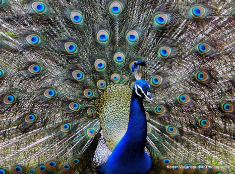 Indian National Bird, Peacock. | Sony DSC HX1 Photography