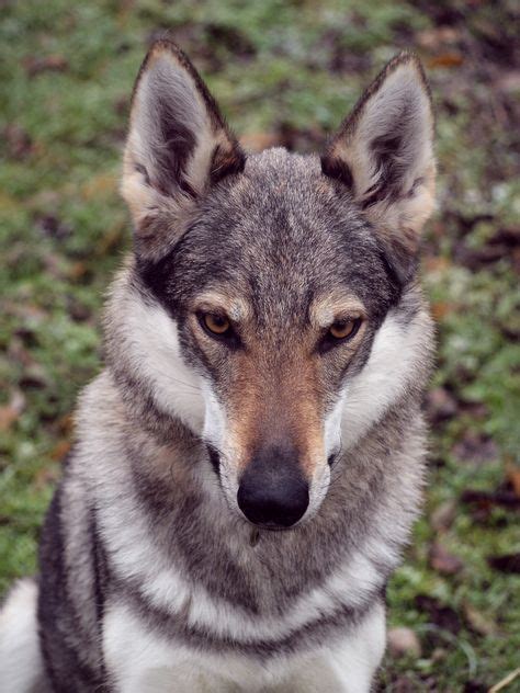 80 Wolf Hybrids Ideas In 2020 Wolf Hybrid Wolf Dog Animals Beautiful