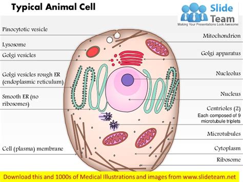 Our tips from experts and exam survivors will help you through. A typical animal cell (as seen in an electron microscope ...