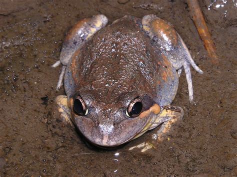 Eastern Pobblebonk or Banjo Frog Lymnodynasties dumerilii | Amphibians, Frog, Animals