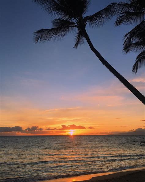 Maui Sunset Sunset Palm Trees Maui