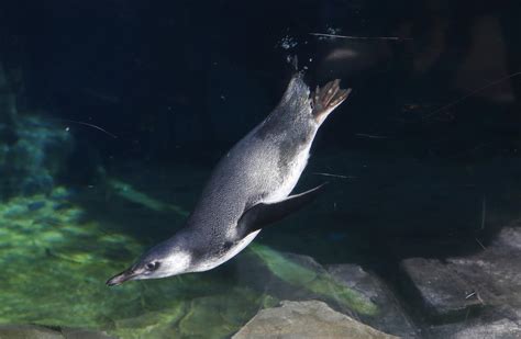 Baby Penguin Debuts At Californias Aquarium Of The Pacific Am 1070