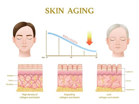 Free Vector Skin Aging Process Anatomy Of Layers During Decrease Of