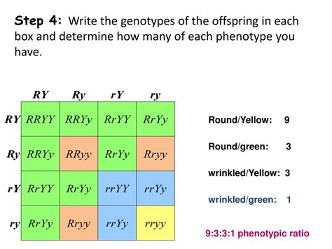 A punnett square is a square diagram used to predict the genotypes of an offspring. PPT - C-Notes: Dihybrid Cross (Punnett Square w/ 2 traits ...