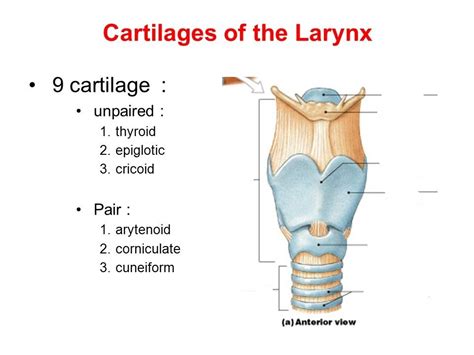 Cartilages Of The Larynx Anatomy Unit 10 Diagram Quizlet