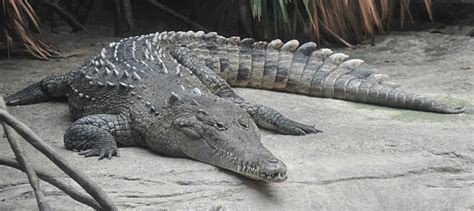 It is not just a crocodile for her, but a good beautiful girl. American Crocodile - Cincinnati Zoo & Botanical Garden®