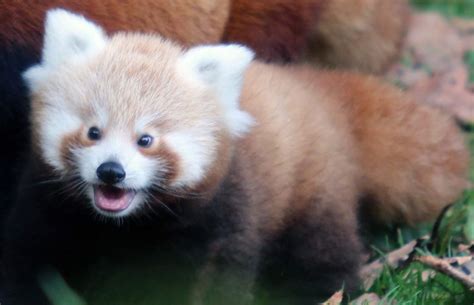Belfast Zoos First Baby Red Panda In 18 Years Is Adorable Zooborns