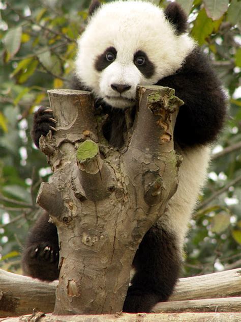 Cute panda flying with air balloon. Free Wallpapers: Cute Baby Panda Pictures