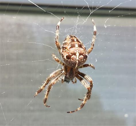 Please Help To Identify Michigan Spider Araneus Diadematus Bugguidenet