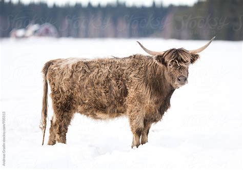 Highland Cattle In Winter By Andreas Gradin Beef Cattle Stocksy United