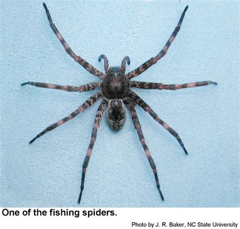 Fishing Spiders And Wolf Spiders Nc State Extension Publications