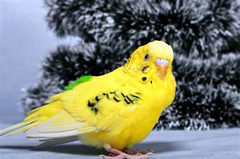 A Lovely Snowy Background For This Parrot Budgies Parrot Bird