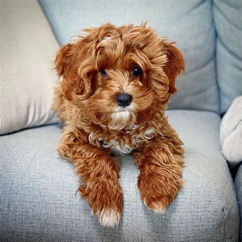 Toy Cavoodle Puppies For Sale Toy Cavoodles Sophie