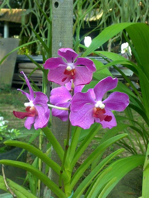 Maybe you would like to learn more about one of these? orkid liar : bunga orkid liar orkid tanah