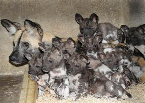 Puppies 10 African Wild Dog Puppies Born Live Science