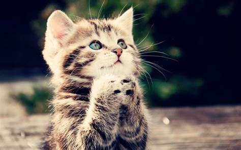 Cute Animal Pictures Cute Kitten Praying