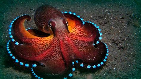 Ver más ideas sobre pulpo, comida, pulpo recetas. 33 científicos afirman que los pulpos son seres ...