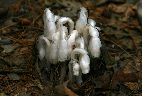 Corpse Plant Commonly Known As Corpse Plant Ghost Plant Flickr