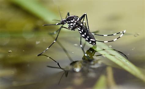 Our exterminators specialize in nyc residential, commercial and industrial pest control services, bee removal, spiders. Mosquito Season in New York: It's Longer Than You Think