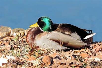 Duck Drake Bird Water Mallard Sleeps Pocketfullofgrace