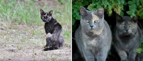Behaviors like fighting and marking are also contact your nearest humane society to find out if they've got a tnr program; Feral Cat Services - FAQ's - Safe Care Clinic