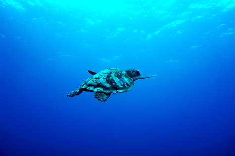 White And Brown Sea Turtle Underwater Photography Turtle Blue Hd