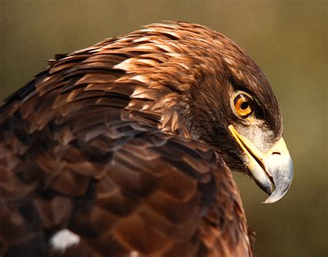 golden eagles face extinction    numbers plummet