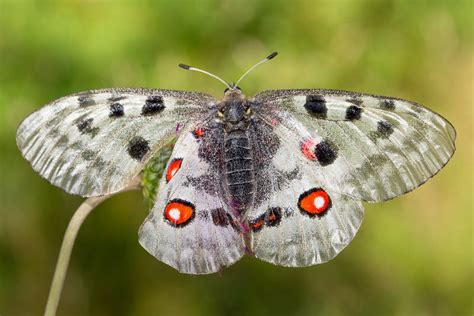 Mountain Apollo Parnassius Apollo Butterfly Stock Image Image Of