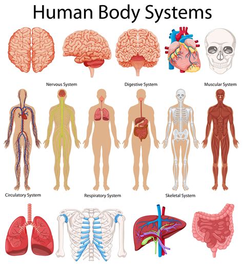 The most basic unit is the cell; Diagram showing human body systems 414423 Vector Art at Vecteezy