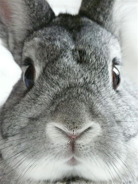 With tenor, maker of gif keyboard, add popular bunny face animated gifs to your conversations. 50 best My Favorite Animal images on Pinterest | Bunny rabbits, Fluffy pets and Baby bunnies