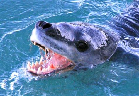 Leopard Seal Facts Always Learning