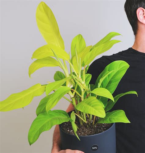 Philodendrons A Guide To Growing Propagating And Caring For These