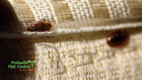 Where Do Bed Bugs Hide Prohealth Pest Control