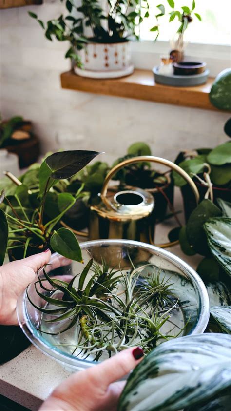 4 Ways To Keep Your House Plants Healthy Plants Plant Care