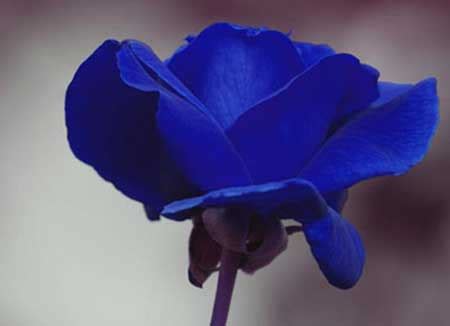 Viver no mundo, sem se ligar com aquilo que o rodeia. Flor Azul: Nomes, Significados, Tipos e Fotos de Flores Azuis