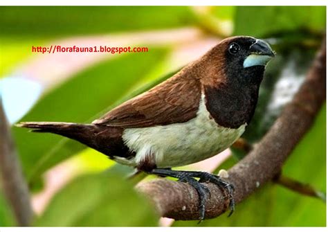 Gambar flora dan fauna sulawesi. 34+ Gambar Flora Dan Fauna Di Filipina, Koleksi Terpopuler!