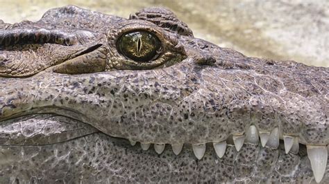Wildlife Biologist Discovers Massive 700 Pound Alligator In Georgia