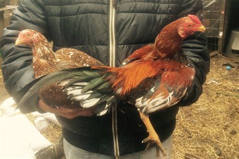 Teacher Busted For Raising Roosters For Illegal Cockfights