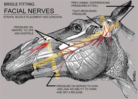 Nervus Facialis Pferd Information Online