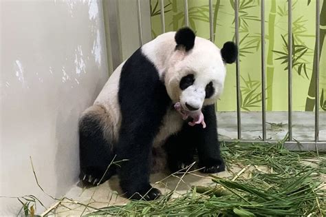 Singapore Zoo Breeds First Panda Cub