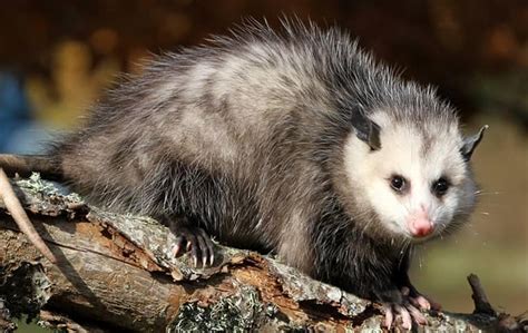 San antonio's top rated customized pest control service company. Opossums | San Antonio Pest Control