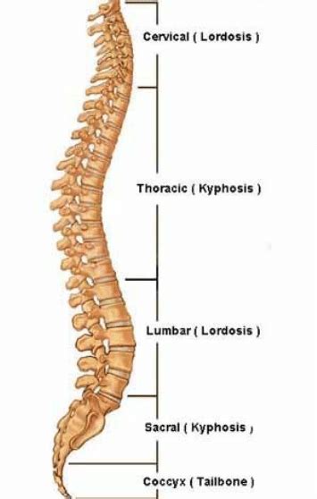 The vertebrae that make up the cervical backbone are the smallest seven throughout the spinal these bones give the neck construction, assist the cranium, and shield the spinal wire, amongst. 1. Lateral View of the Spinal Column - Only Bone Structure and... | Download Scientific Diagram