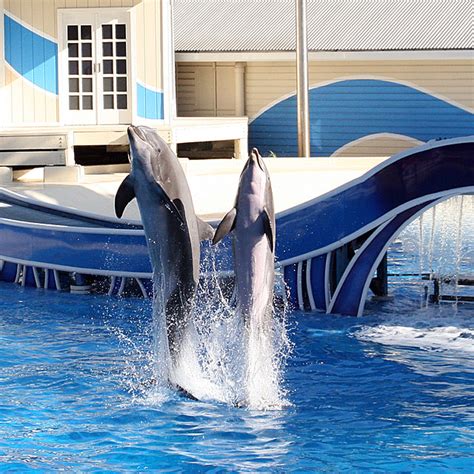 Seaworld Orlando Dolphin Show Seaworld Orlando Orange F Flickr