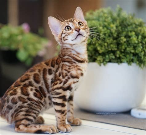 Ashmiyah Bengal Cats Breeder Bengal Kittens For Sale