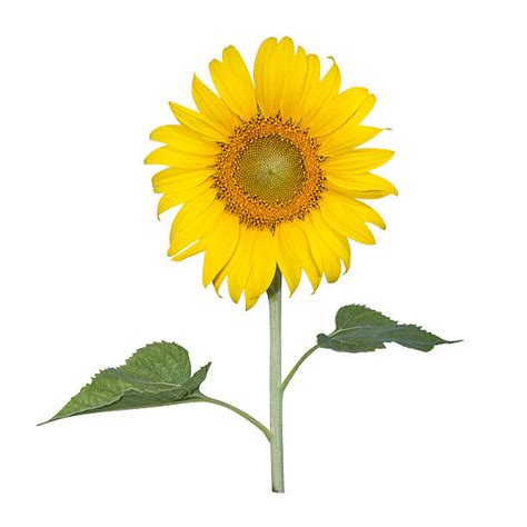 Single Sunflower Stock Photos Pictures And Royalty Free Images Istock